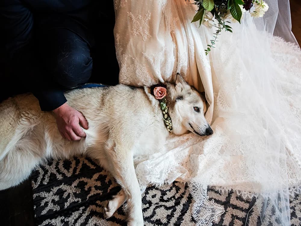 pet ring bearer with floral collar