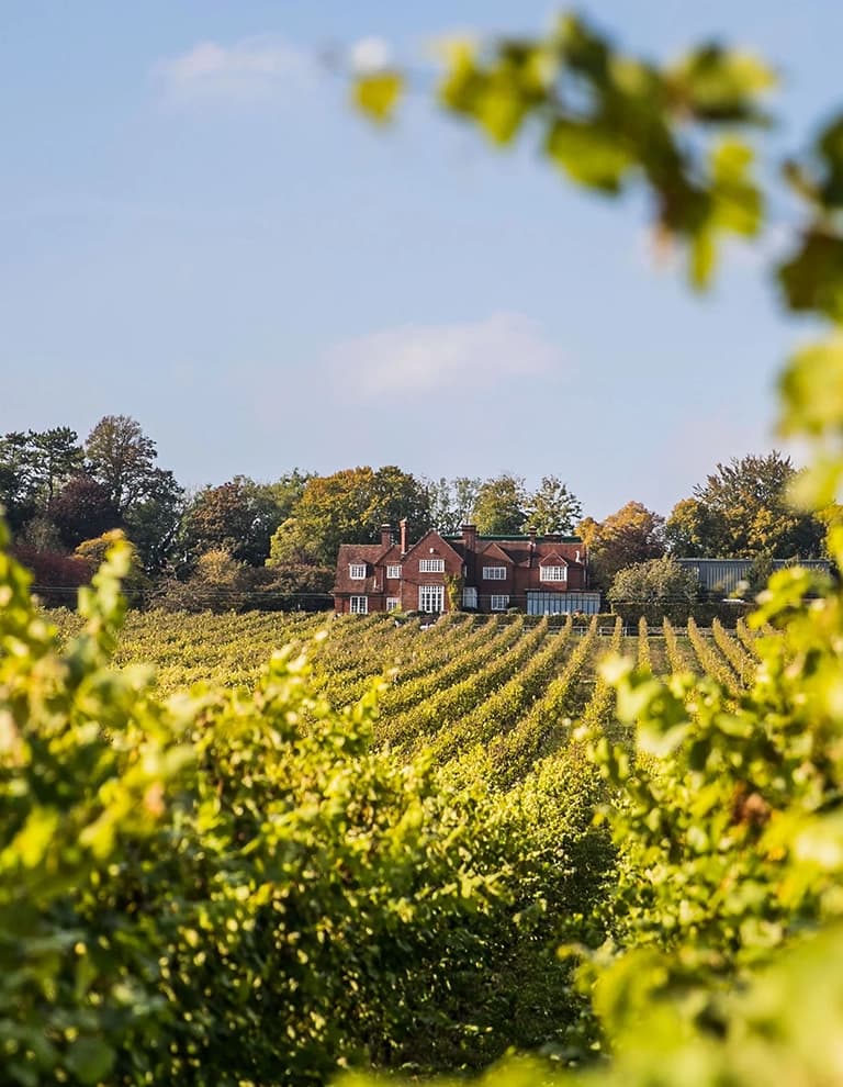 Experience gift, wine tasting at Hambledon Vineyard
