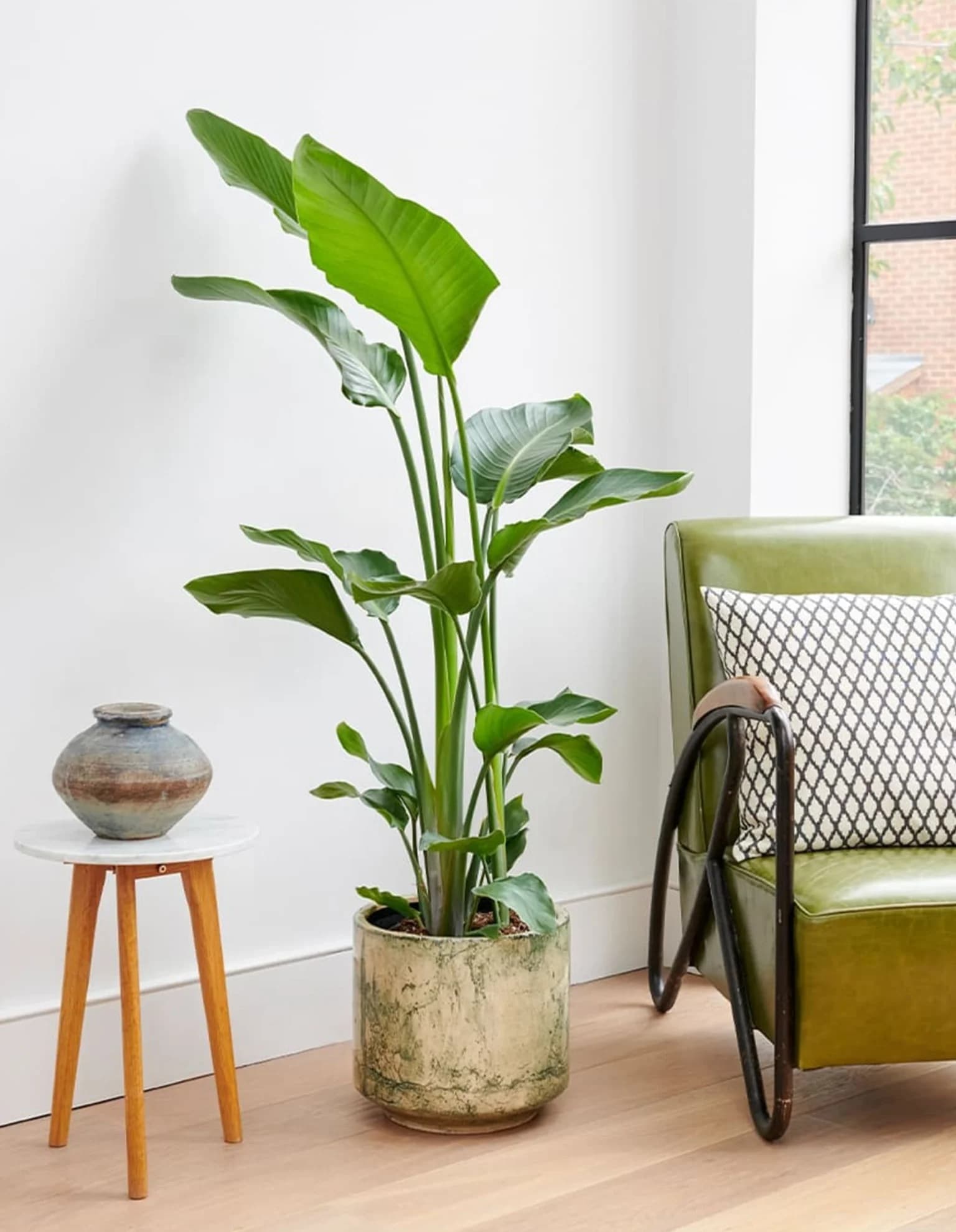 Subscription gifts to Patch Plants