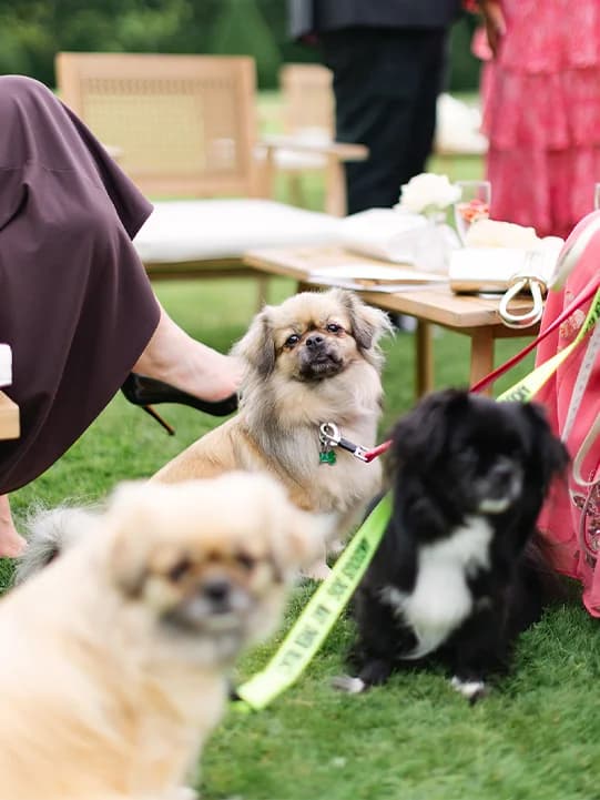 Dogs at the wedding reception outside  the Brympton house wedding venue