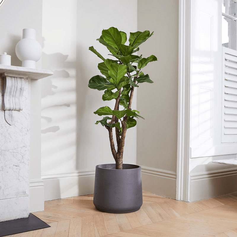 Chaz, Fidel and Big Ken Large Plants and Pots Set