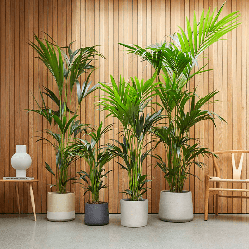 Big Ken the Kentia Kentia Palm with Fractured Pot, Green