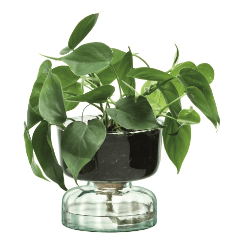 Image showing the Canopy Self Watering Planter product.