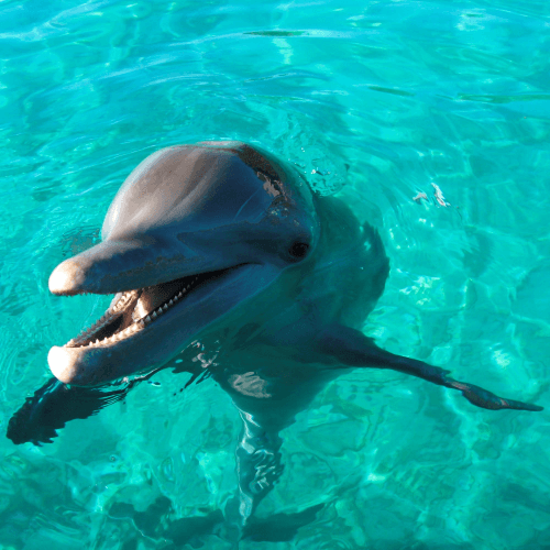 Image showing the Dolphin watching for two product.