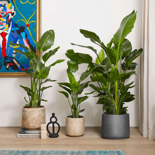 Image showing the Nicolau the Strelitzia Nicolai with Clay Pot, Grey product.