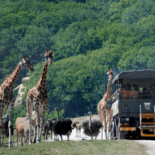 Image showing the Port Lympne Reserve Visit, Truck Safari and Afternoon Tea for Two product.