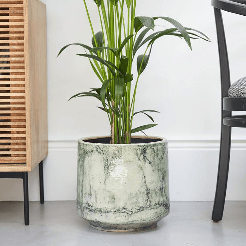Big Ken the Kentia Kentia Palm with Fractured Pot, Green