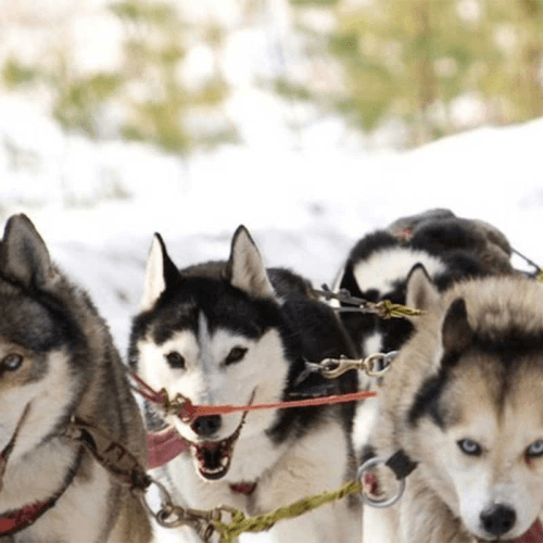 Image showing the Aurora Experience For Two With Huskyhaven product.