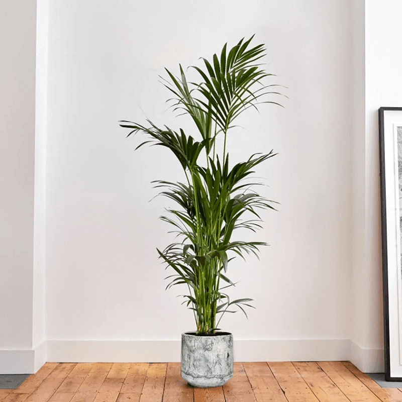 Big Ken the Kentia Kentia Palm with Fractured Pot, Green