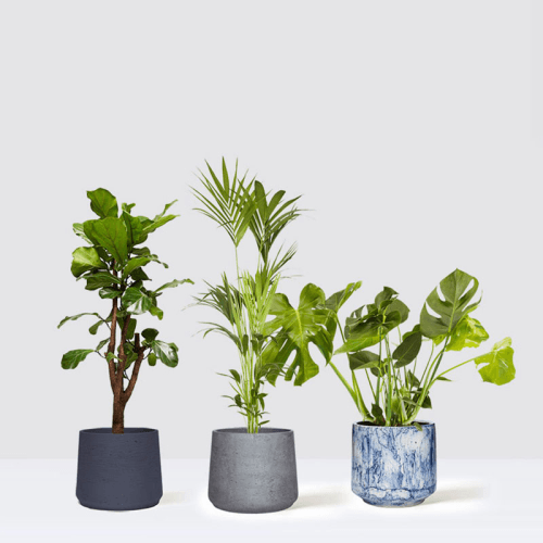 Image showing the Chaz, Fidel and Big Ken Large Plants and Pots Set product.