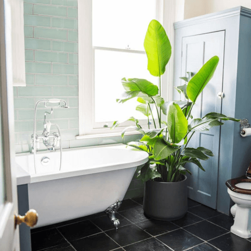 Image showing the Nicolau the Strelitzia Nicolai with Clay Pot, Grey product.