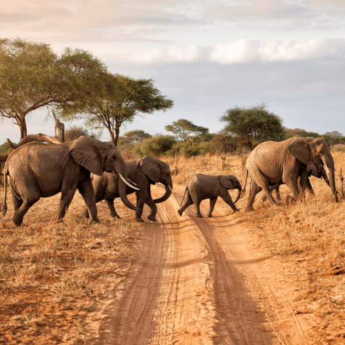Image showing the Daytime safari for two product.